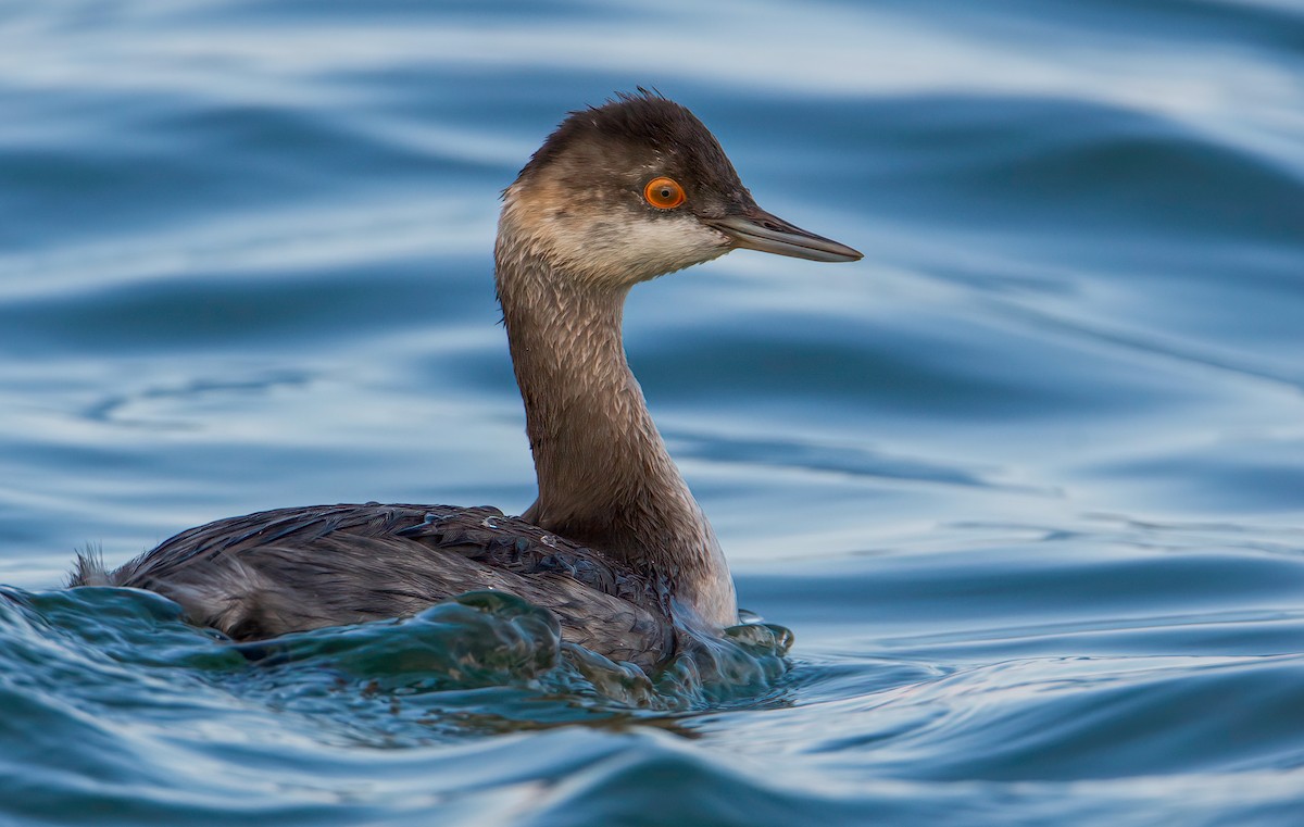 Eared Grebe - ML376782251