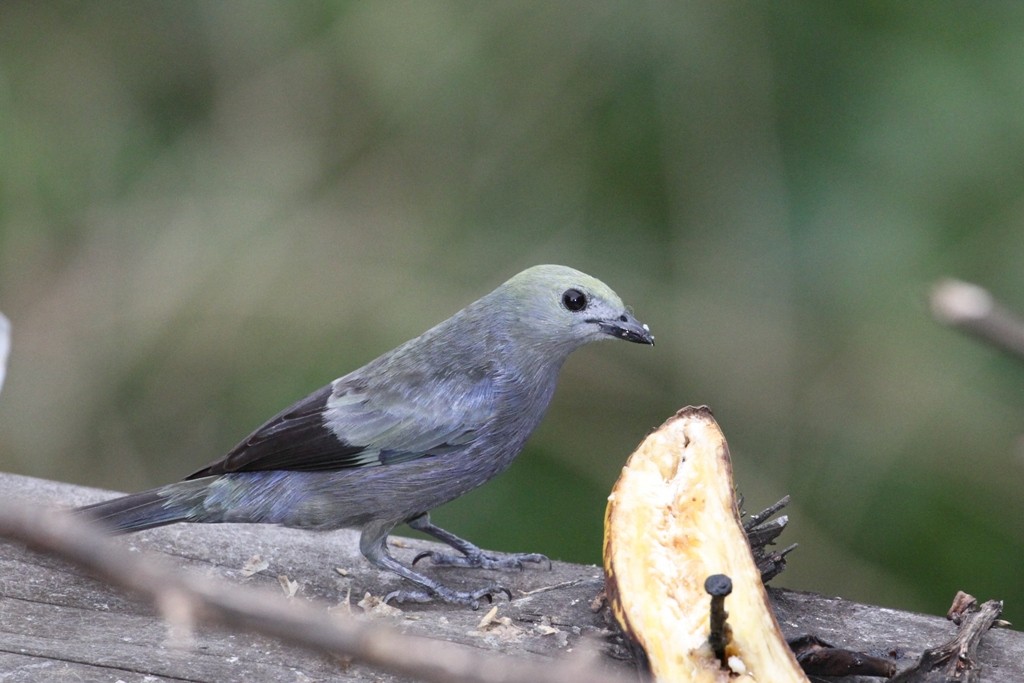 Palm Tanager - ML37678231
