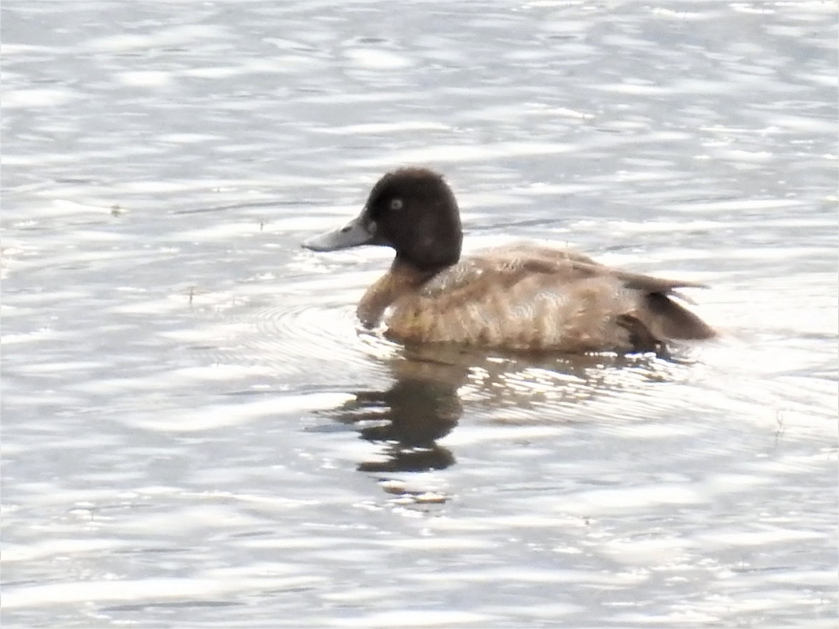 Greater Scaup - Darlene Cancelliere