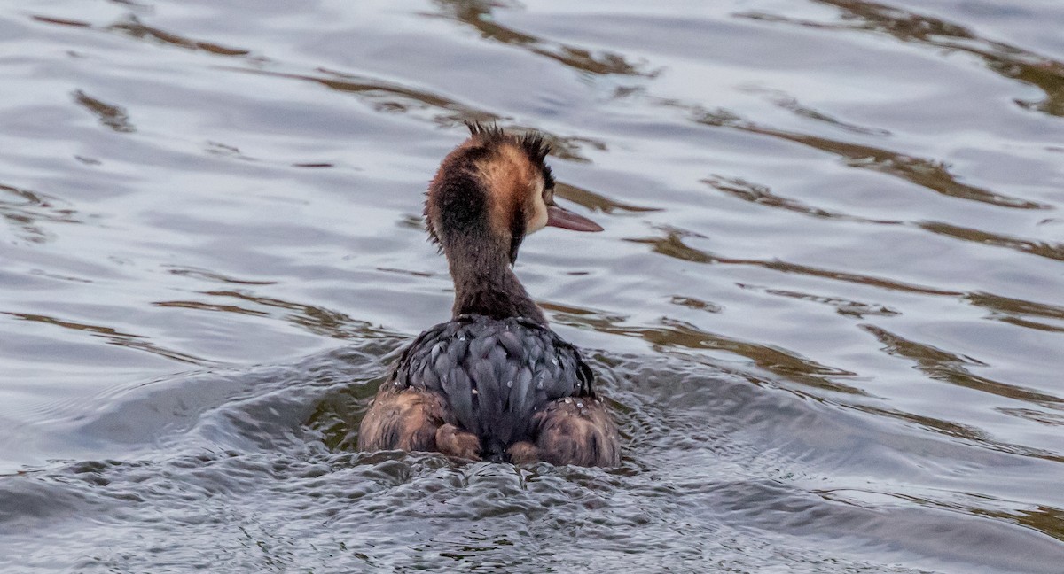 Great Crested Grebe - ML376784571
