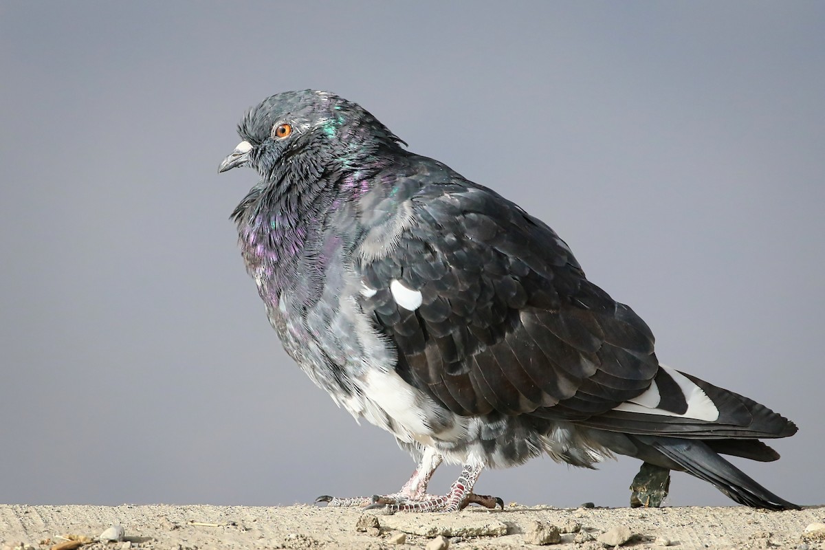 Rock Pigeon (Feral Pigeon) - ML376786141