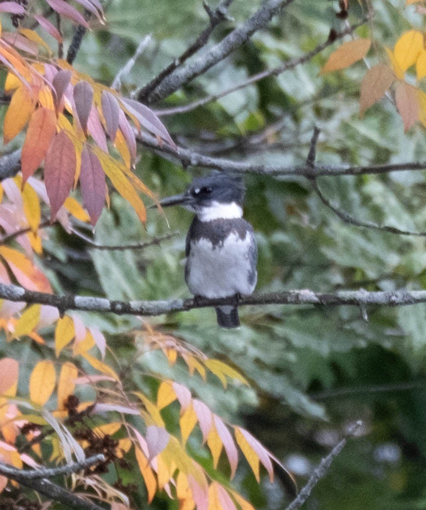 Belted Kingfisher - ML376791941
