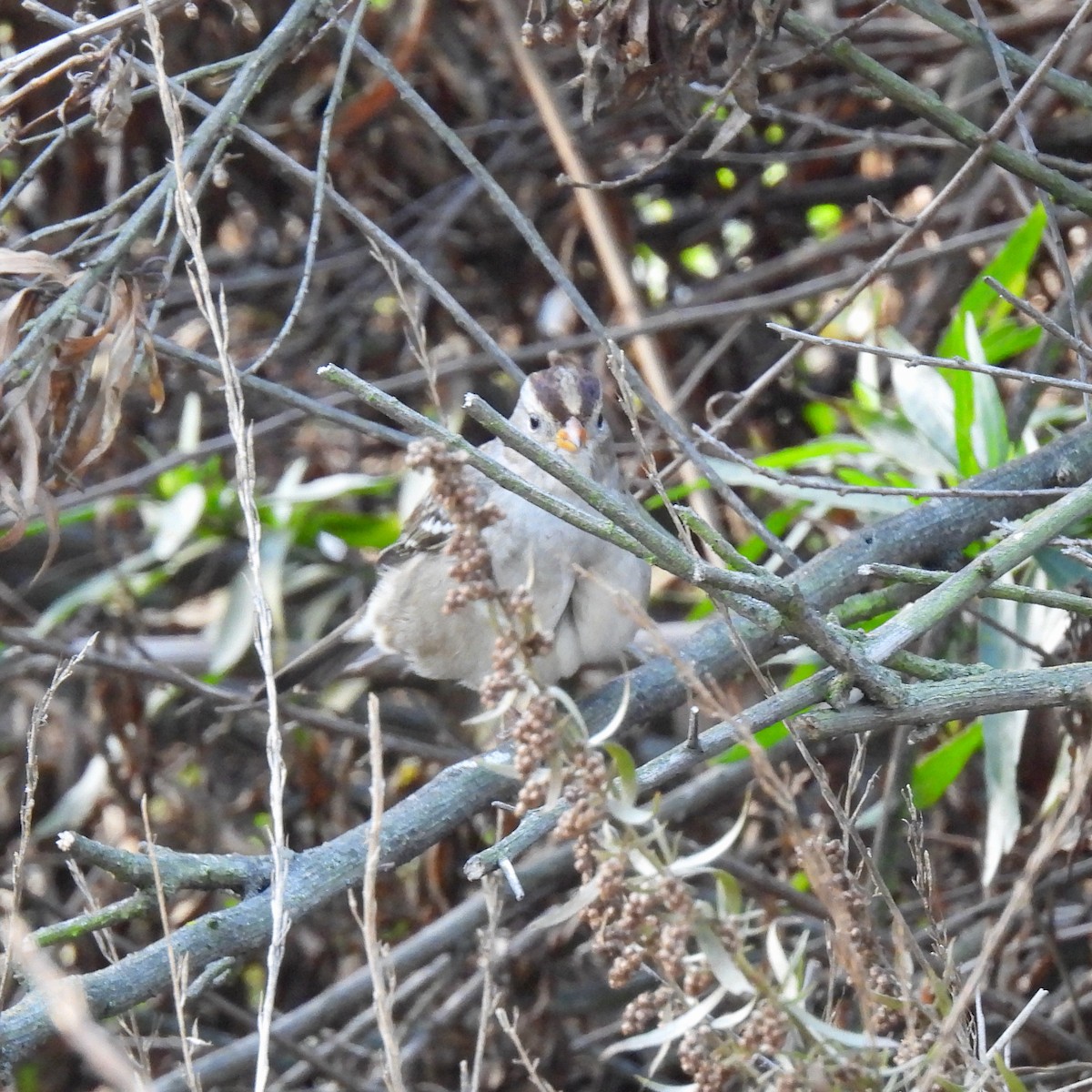 White-crowned Sparrow - ML376792131