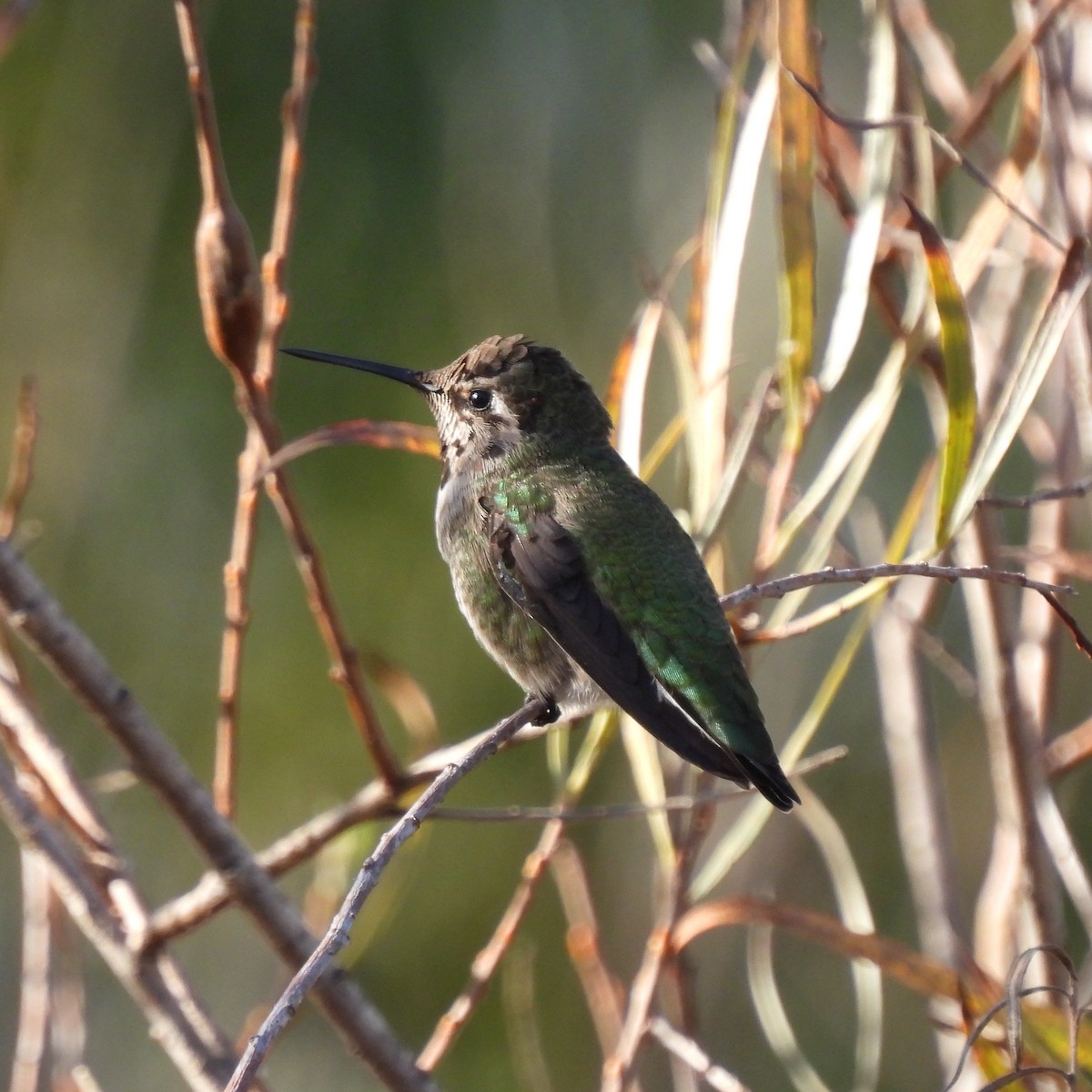 Anna's Hummingbird - Martha Wild