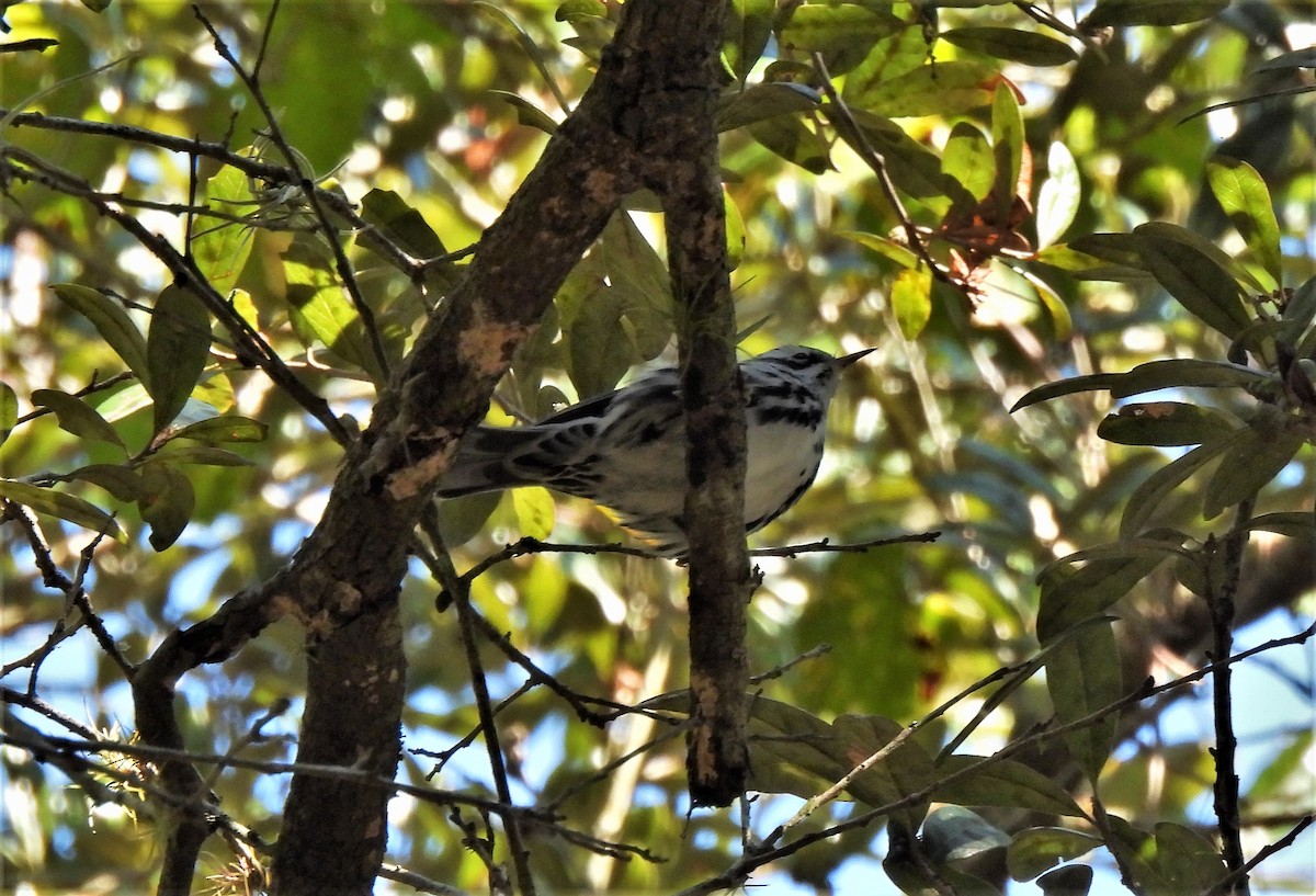 Black-and-white Warbler - ML376793461