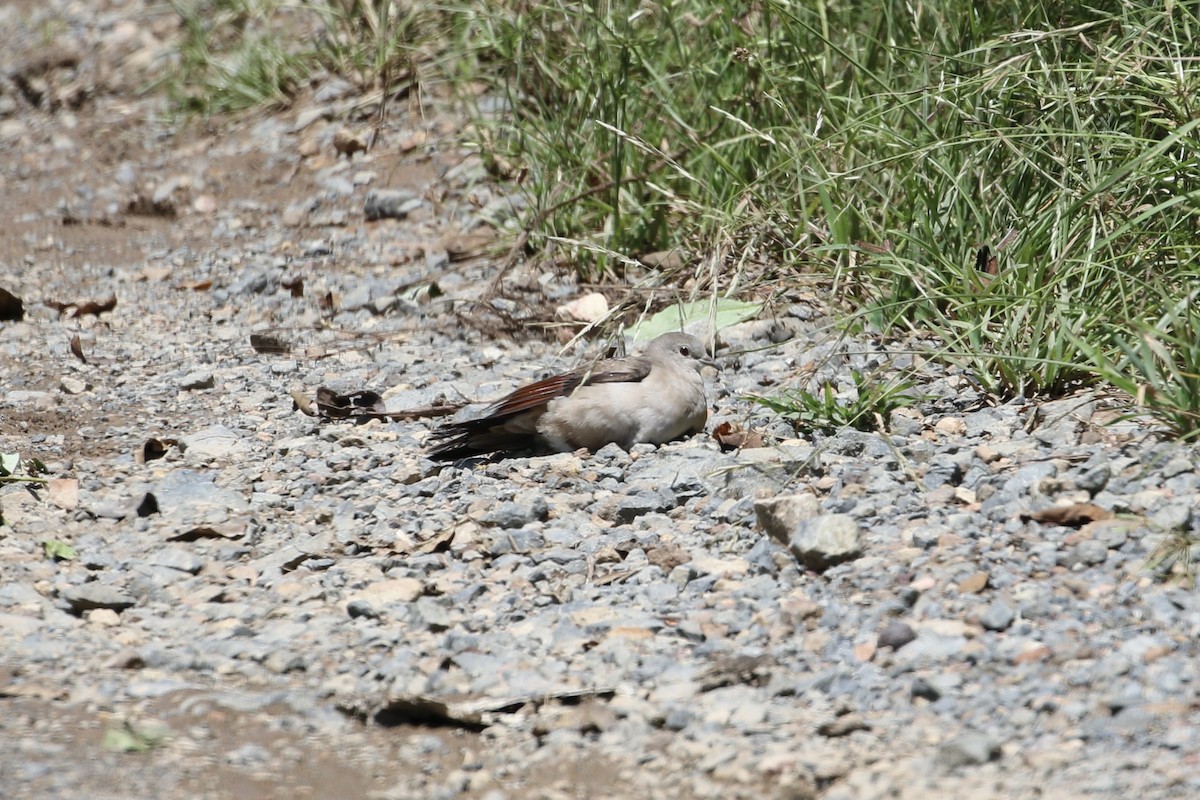 Plain-breasted Ground Dove - ML376796811