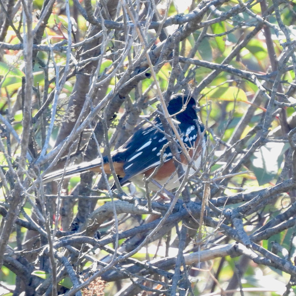 Spotted Towhee - ML376799781