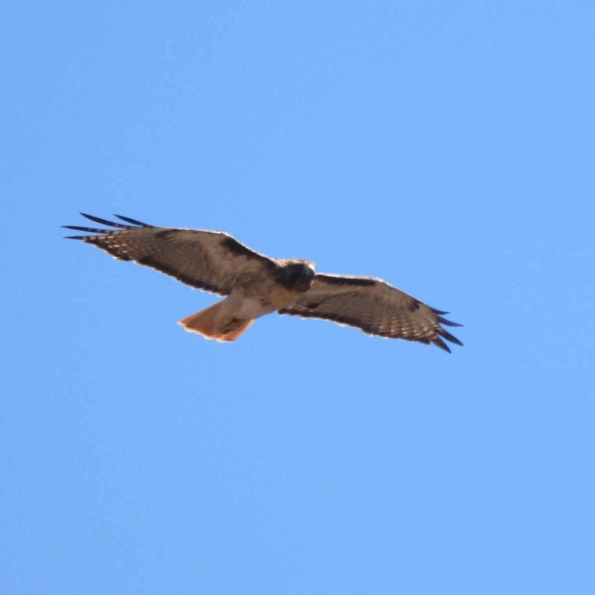 Red-tailed Hawk - ML376800091