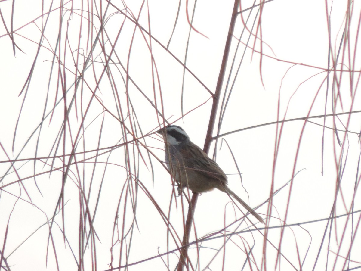 Stripe-headed Sparrow - Agustín Gomez Tuxtla Birding-Club