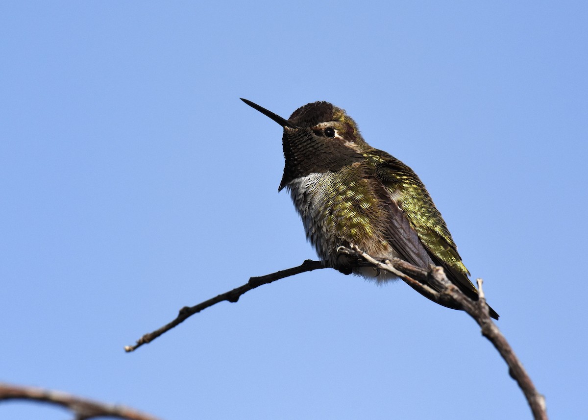 Anna's Hummingbird - ML37680391