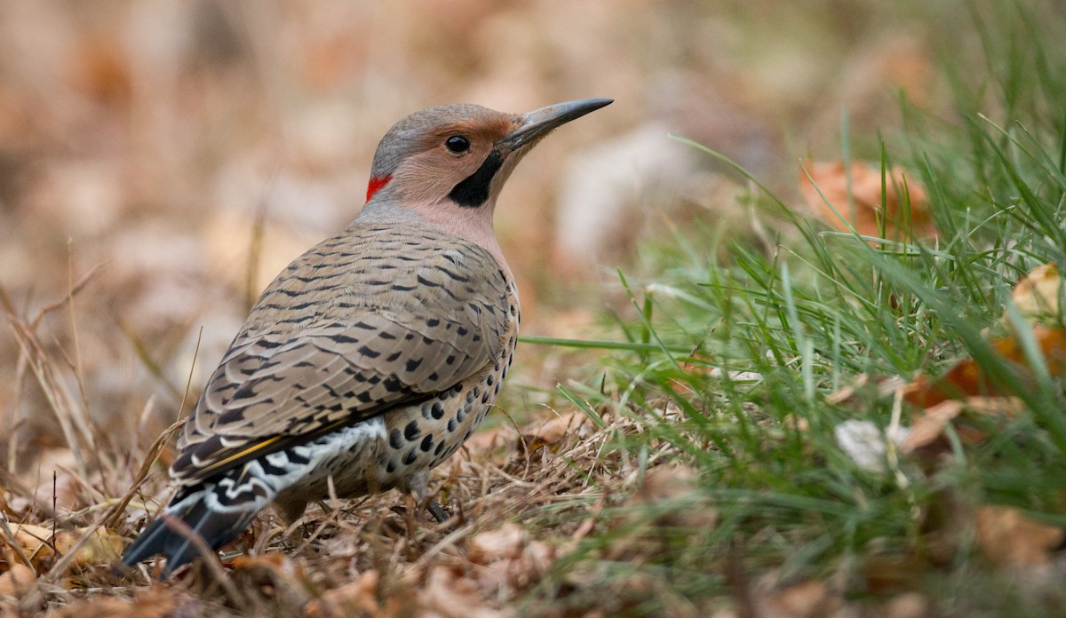 Northern Flicker (Yellow-shafted) - ML37680751