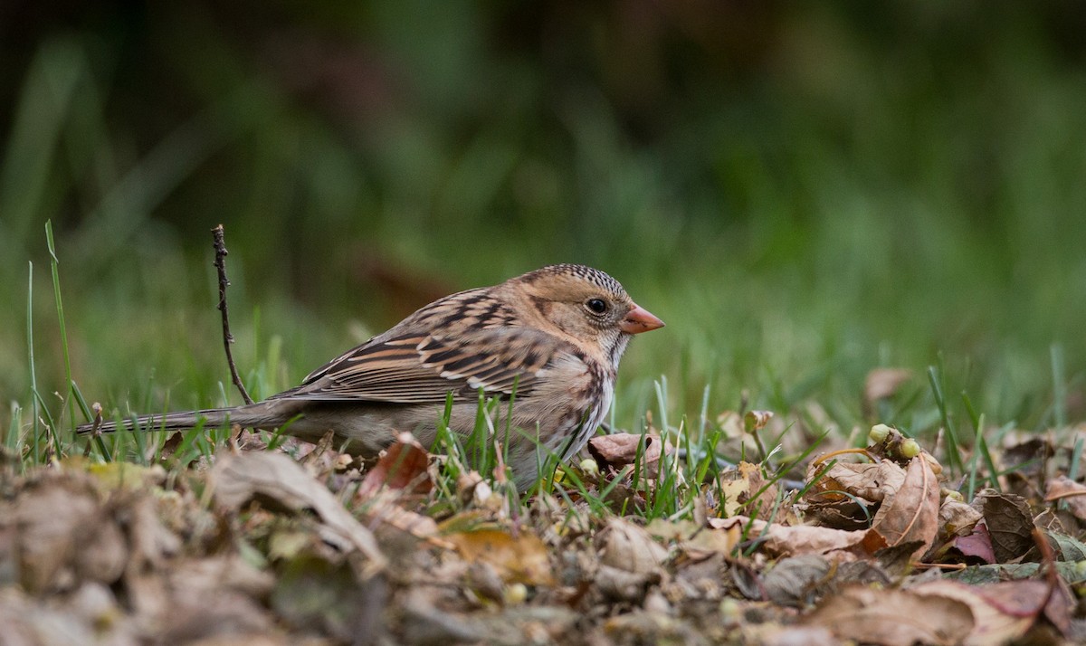 Harris's Sparrow - Ian Davies