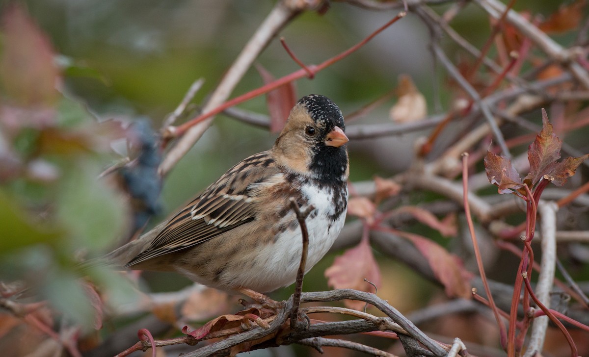 Harris's Sparrow - Ian Davies