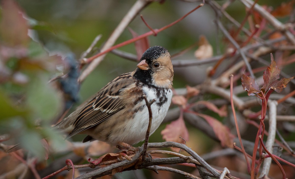 Harris's Sparrow - ML37681341