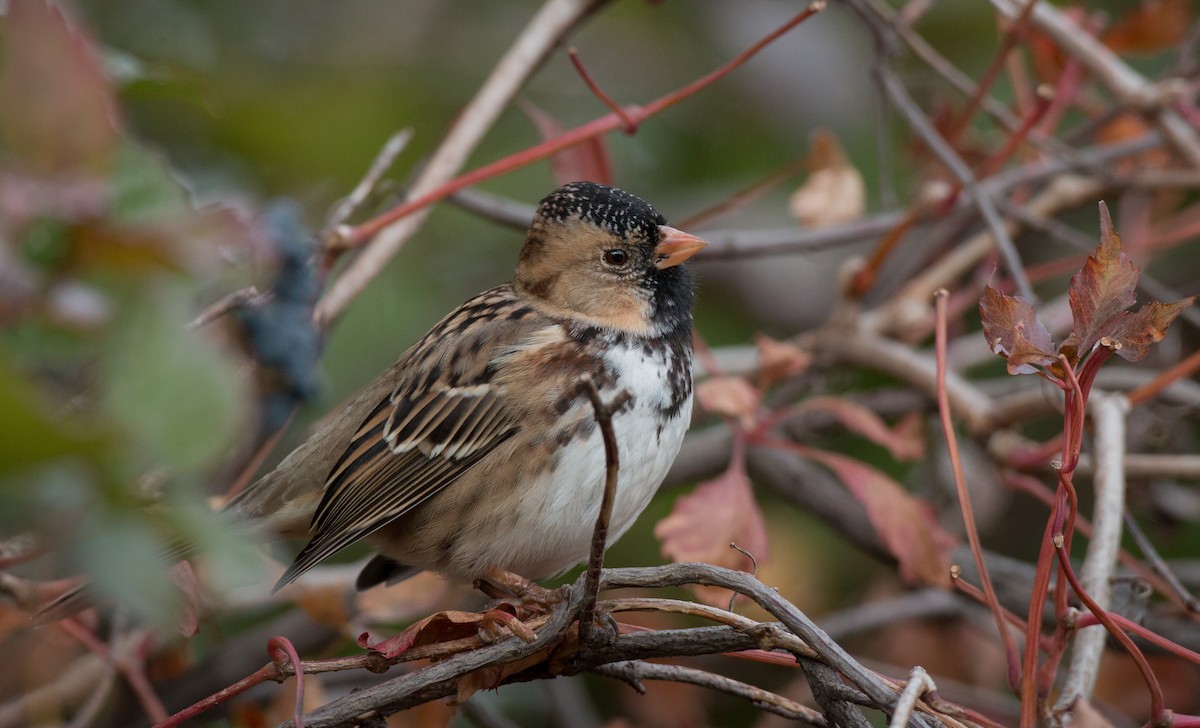 Harris's Sparrow - ML37681351