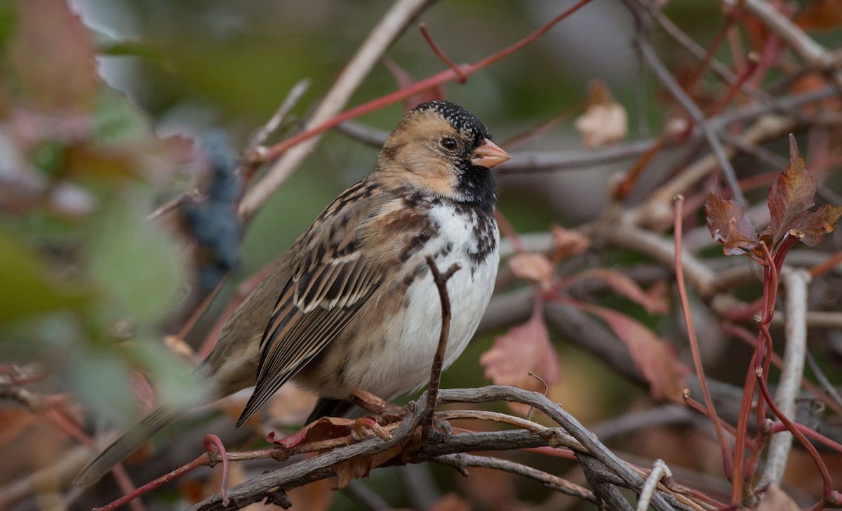 Harris's Sparrow - ML37681381