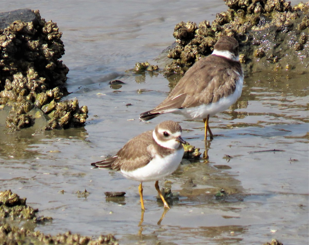 Semipalmated Plover - ML376824931