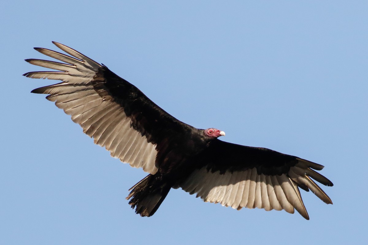 Turkey Vulture - ML376825771