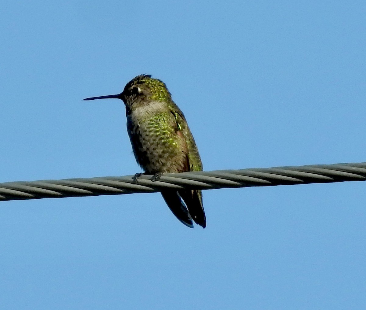 Broad-tailed Hummingbird - Kirsten Bjergarde