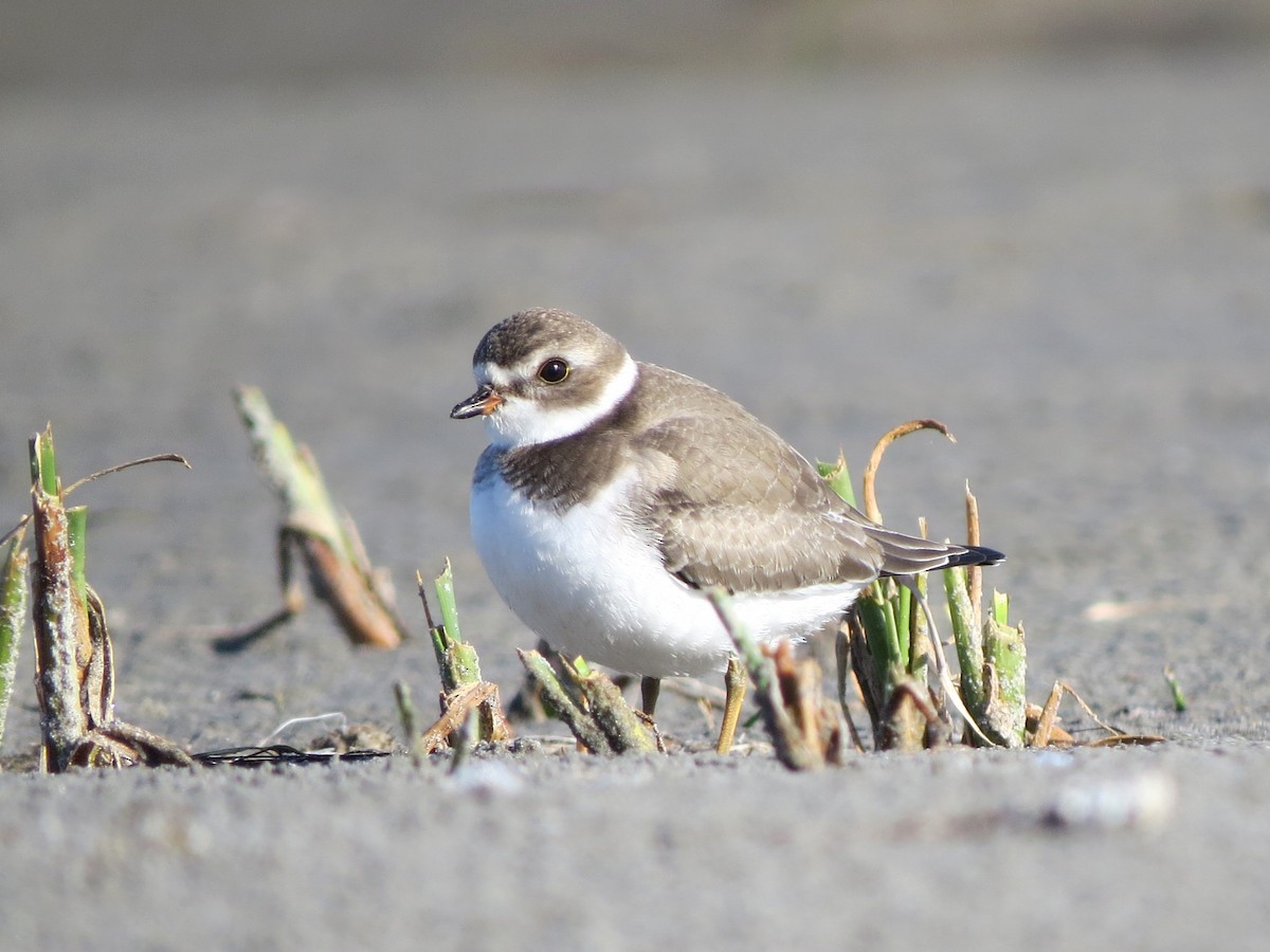 Semipalmated Plover - ML376828571