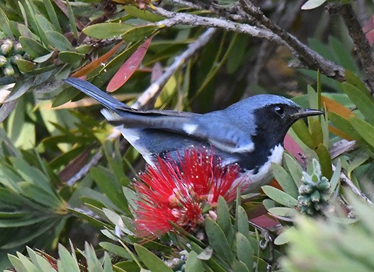 Black-throated Blue Warbler - ML376830391