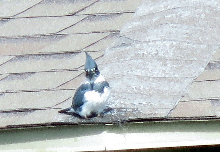 Belted Kingfisher - ML376831871