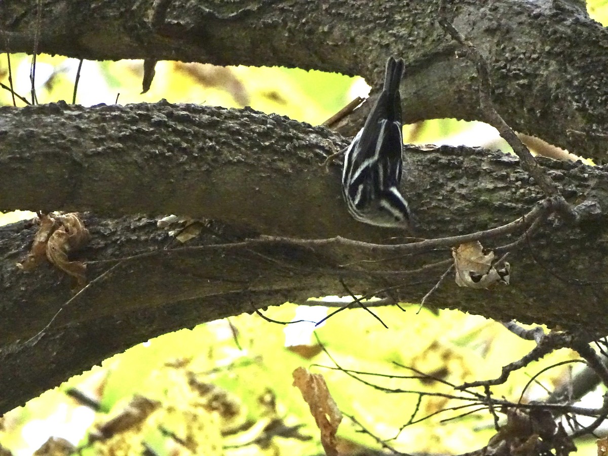 Black-and-white Warbler - ML376833771