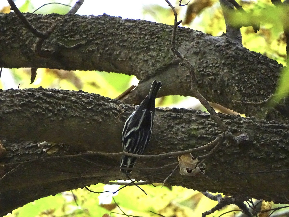 Black-and-white Warbler - ML376833781