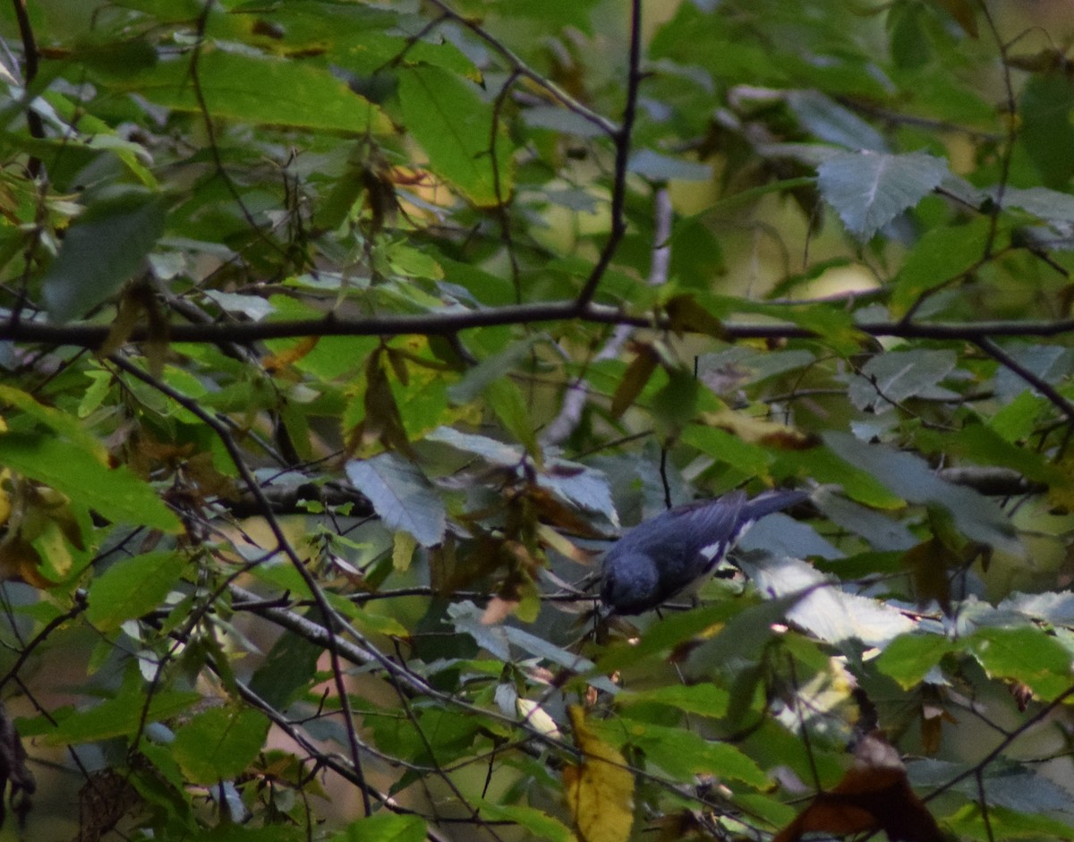 Black-throated Blue Warbler - Peter Kleinhenz