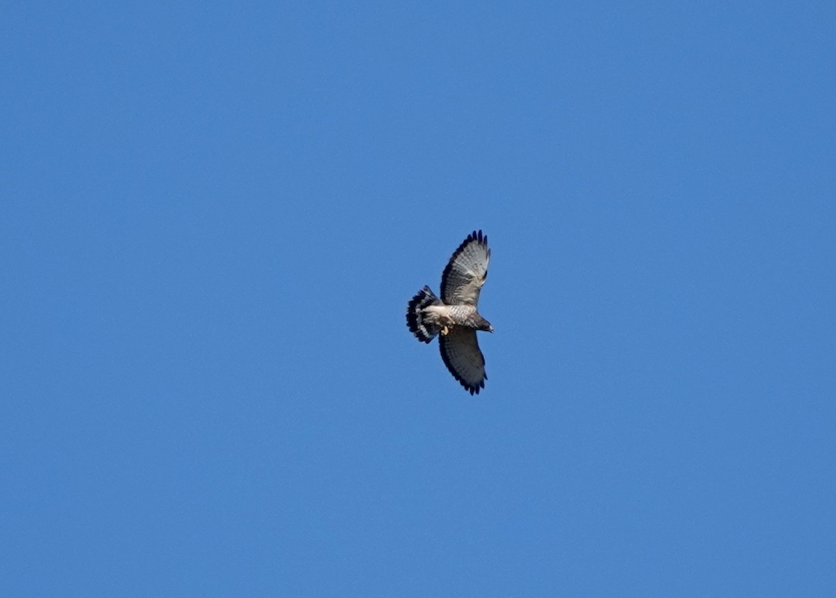 Broad-winged Hawk - jerry pruett
