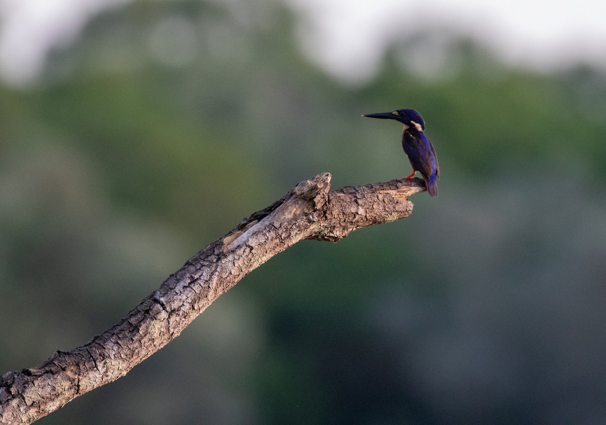 Azure Kingfisher - Tanya Hattingh