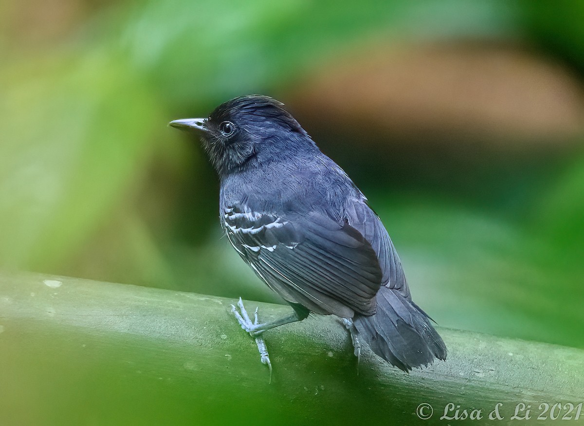 White-lined Antbird - ML376843691