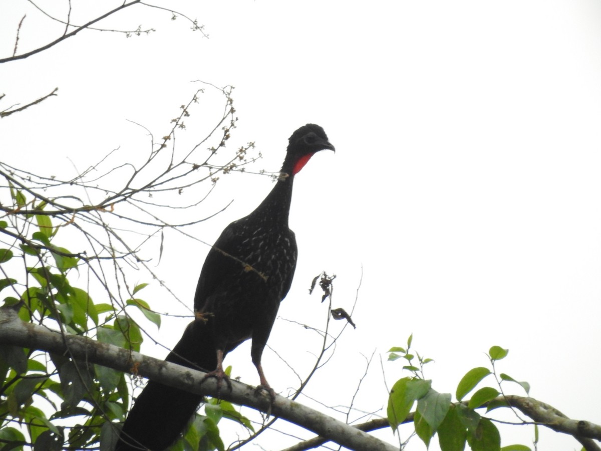 Crested Guan - Luis Curillo