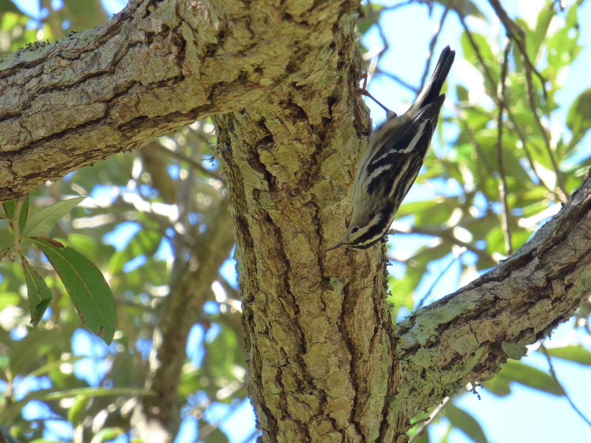 Black-and-white Warbler - ML376865671