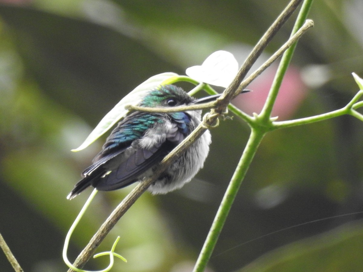 Violet-bellied Hummingbird - Luis Curillo