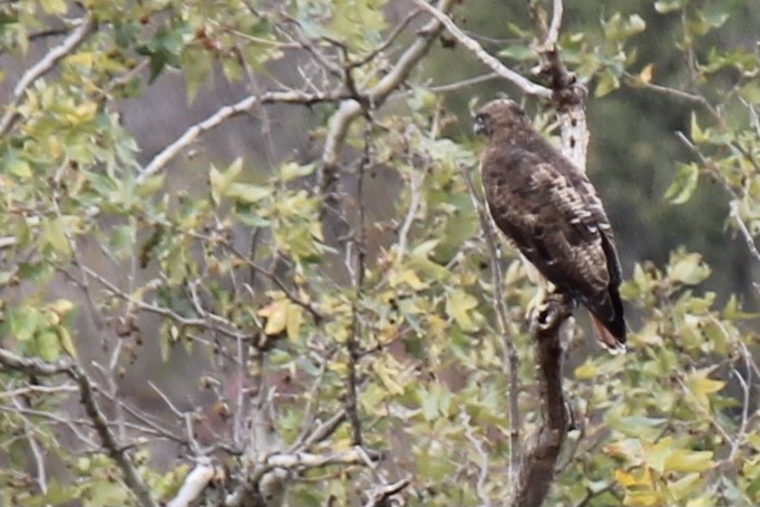 Red-tailed Hawk - ML376869721