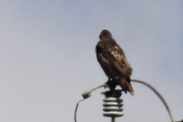 Red-tailed Hawk - ML376870071