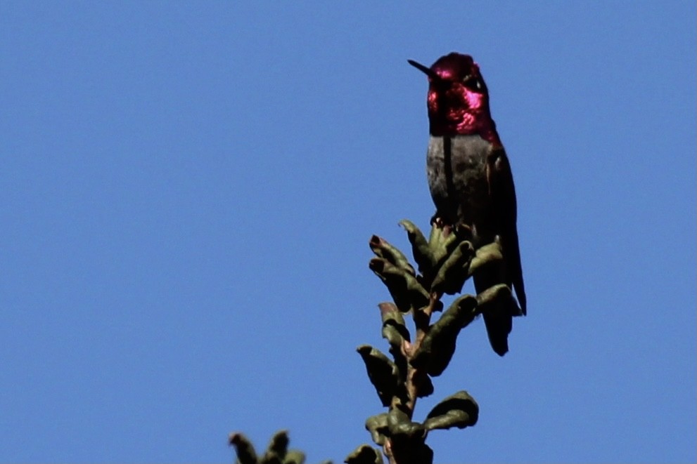 Anna's Hummingbird - Michael Hedstrom