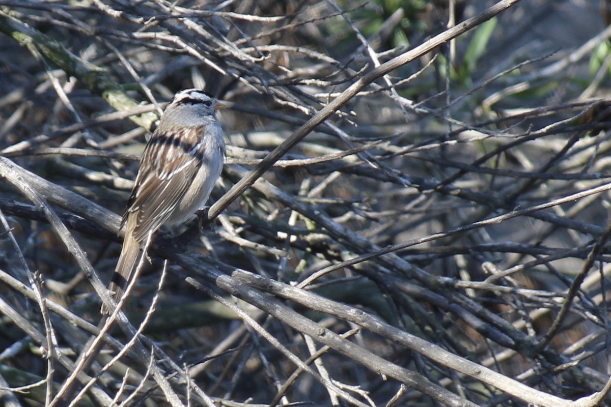 White-crowned Sparrow - ML376871911