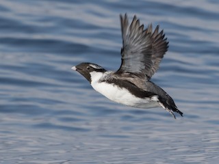  - Ancient Murrelet