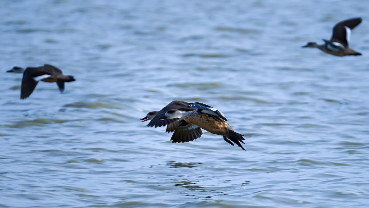Crested Duck - ML376880191