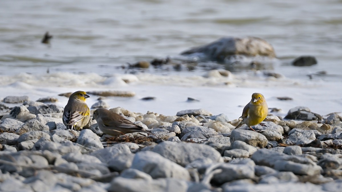 Patagonian Yellow-Finch - ML376880691