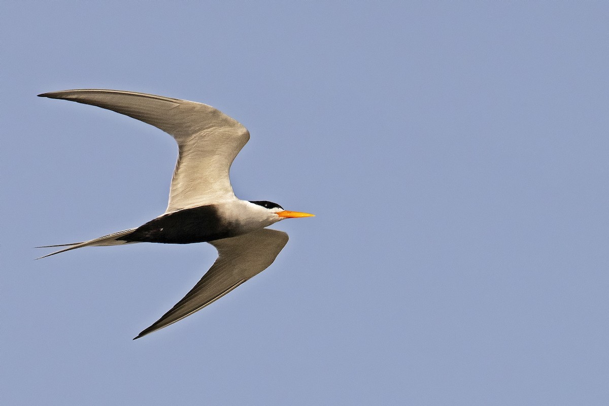 Black-bellied Tern - ML376881331