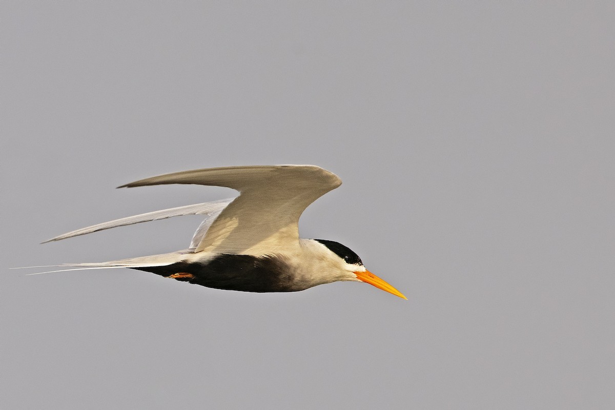 Black-bellied Tern - ML376881351