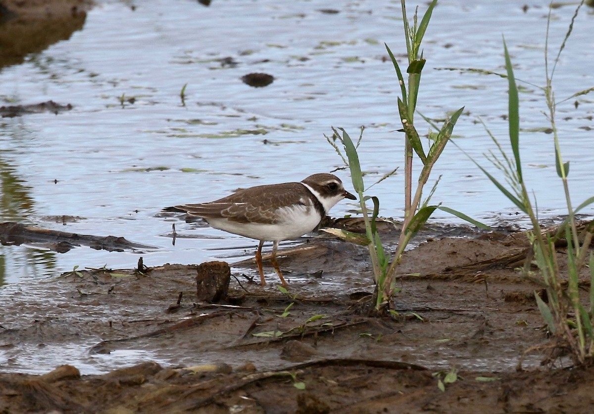 Semipalmated Plover - Sandy Vorpahl