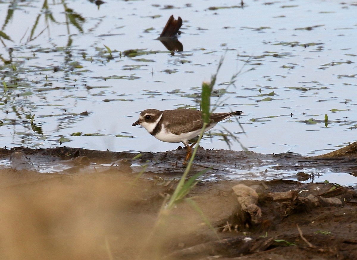 Semipalmated Plover - ML376881891