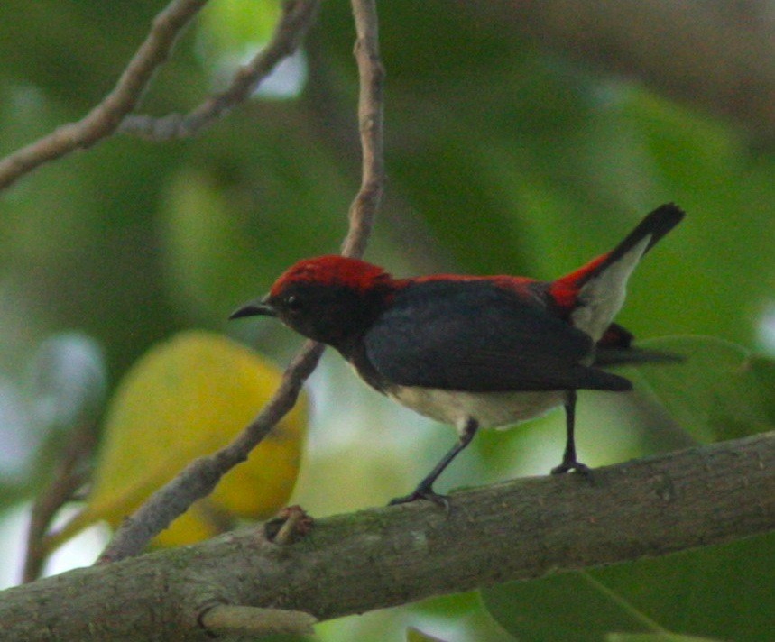 Scarlet-backed Flowerpecker - ML37688211