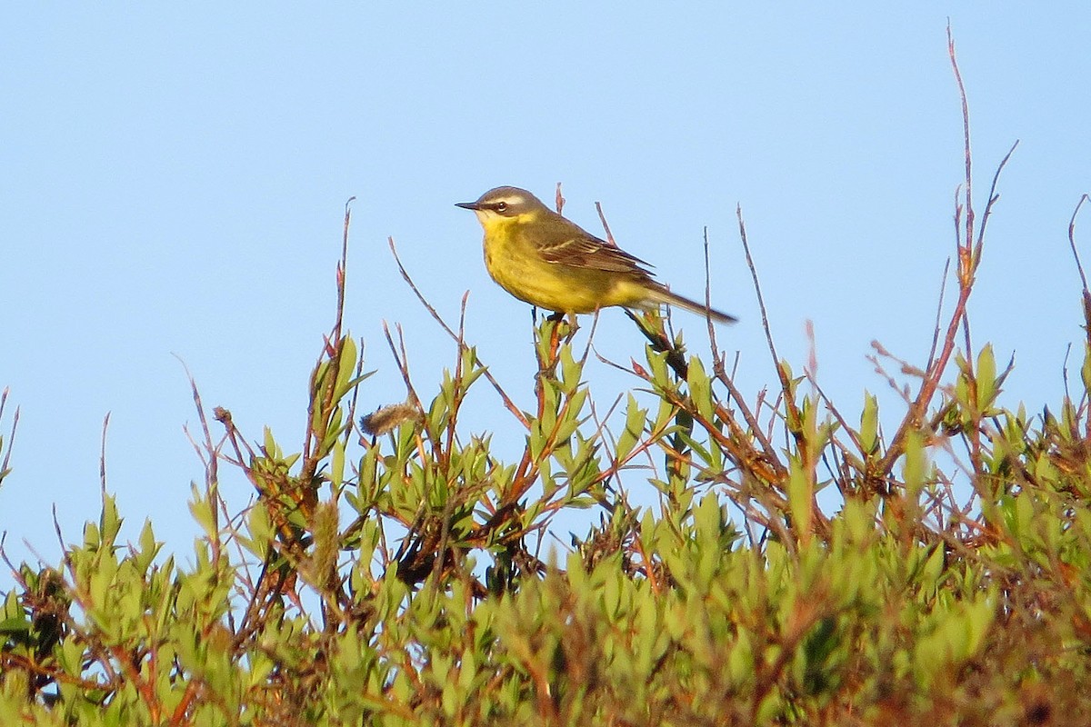 Eastern Yellow Wagtail - Jeff Culler