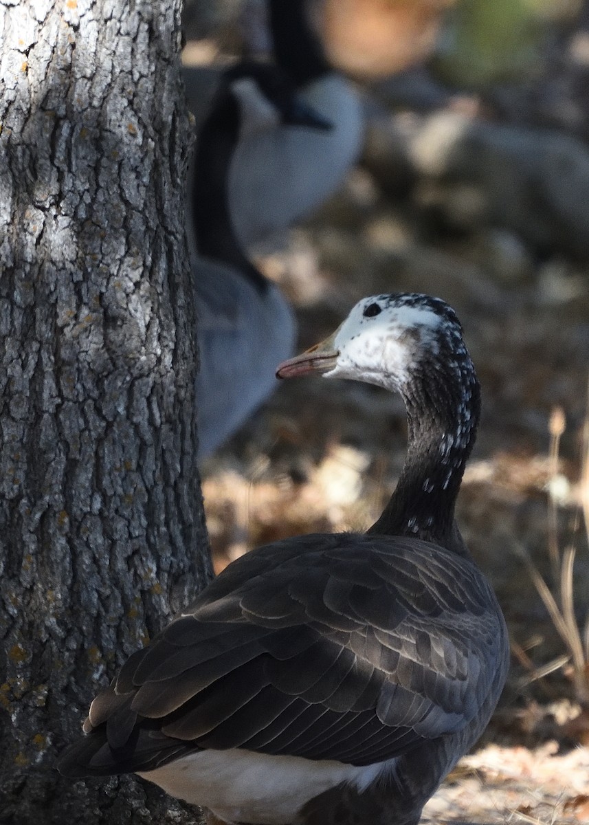 Graylag x Canada Goose (hybrid) - Barbara Peck