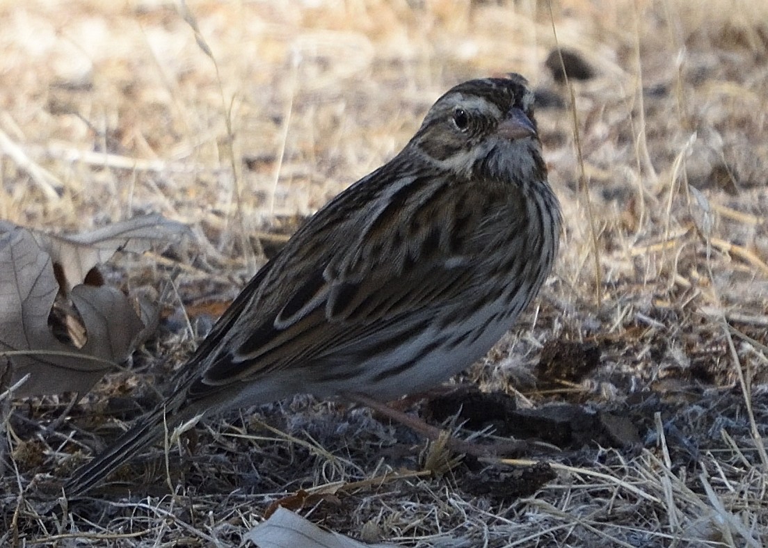 Savannah Sparrow - ML376892101